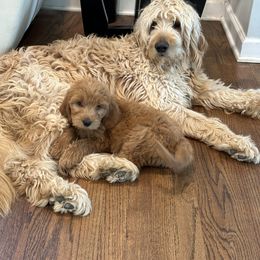 Kobe - Goldendoodle