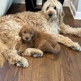 Kobe - Goldendoodle