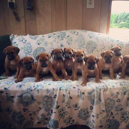 Rhodesian Ridgeback Puppies from Supernova Ridgebacks