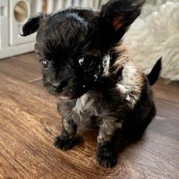 Ivy - Black female Chihuahua puppy in Coweta, Oklahoma from Green Country Chihuahuas