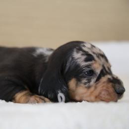 Bobby - Dapple male Dachshund puppy in Jurupa Valley, California from Divine Doxies