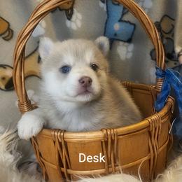 Desk - Lavender male Pomsky puppy in Blackfoot, Idaho from Snake River Pomskys