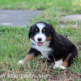 Nocona - Black tri-color female Australian Shepherd puppy in Stephenville, Texas from AW Standard Aussies
