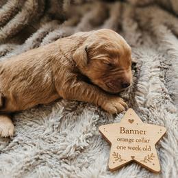 Banner - Dark golden male Golden Retriever puppy in Inman, South Carolina from Shadow Acres