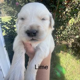 Lime - Light golden female Golden Retriever puppy in Jesup, Georgia from Painted Platinum Retrievers (Painted Platinum Kennel) PPK