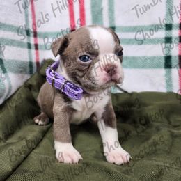 Socks - Lilac female Boston Terrier puppy in Millers Creek, North Carolina from Tumbling Shoals Hilltop Bostons