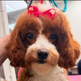 Bom Bom - Poodle