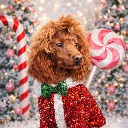 Rooster - Poodle