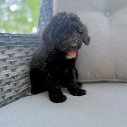 Walter - Black male Cavapoo puppy in Goldsboro, North Carolina from The Grantham House