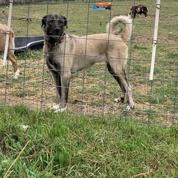 TS Siva - Fawn female Anatolian Shepherd Dog puppy in Daggett, Michigan from T&S Anatolians