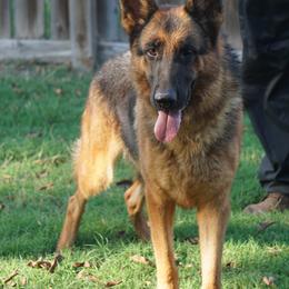 Aria - Black and red female German Shepherd puppy in Muldrow, Oklahoma from Reizarf Kennels