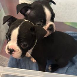J Female - Black and white female Boston Terrier puppy in Mc Donough, Georgia from Ballard Boston Terriers