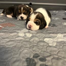 TBD - Blue tan and white female Beagle puppy in Needville, Texas from Rancho Robles Kennels