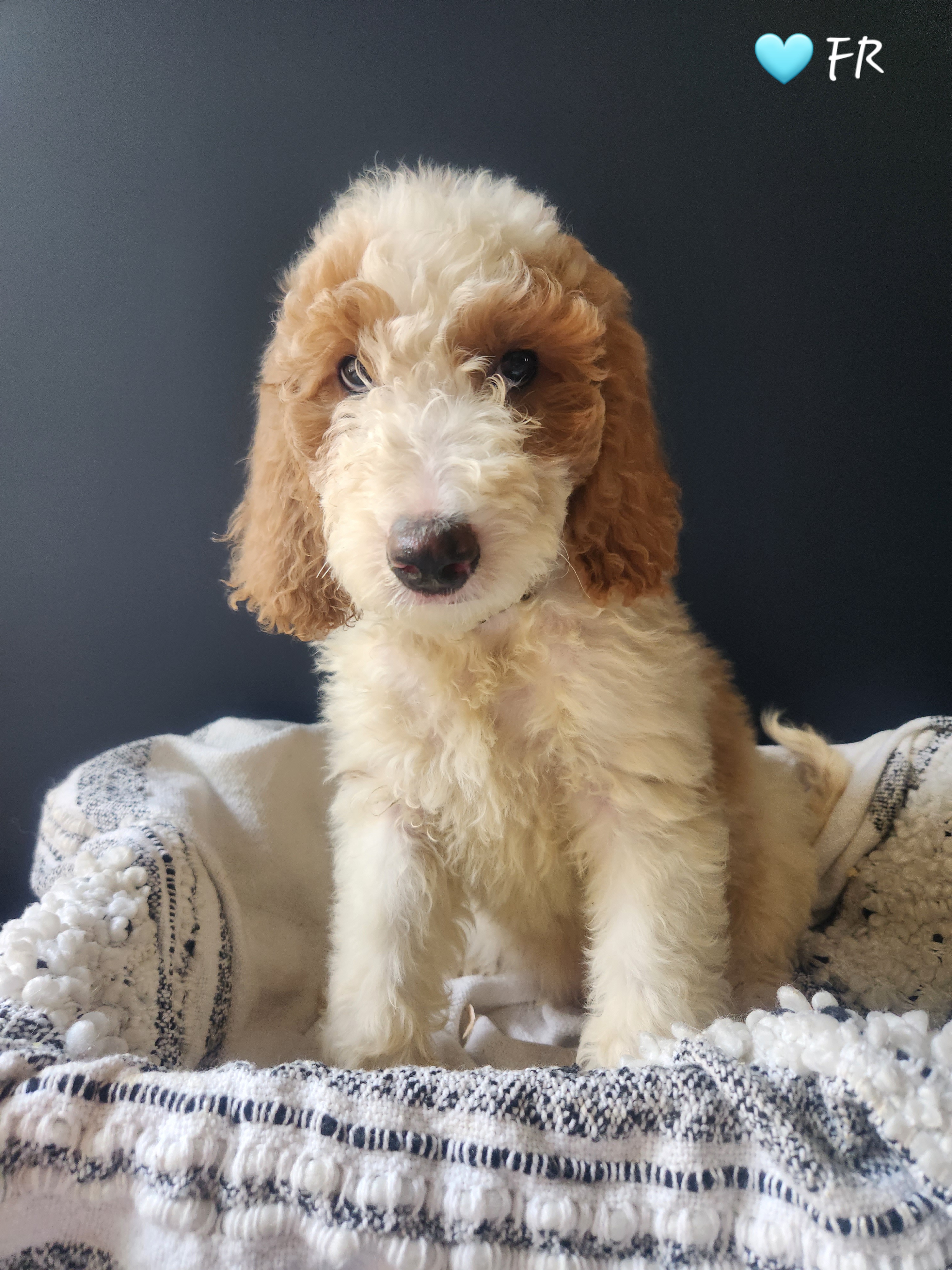 Goldendoodle Puppies from Oodles of Doodles