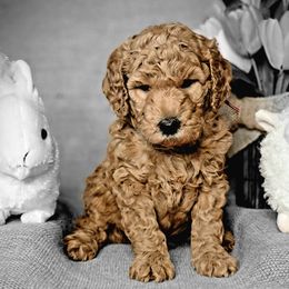 Assorted Doodle Crosses and Poodle Puppies from Center Hill Poodles and Doodles