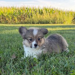 Glory - Red female Pembroke Welsh Corgi puppy in Bloomfield, Iowa from Beebe’s Corgis & Doxies