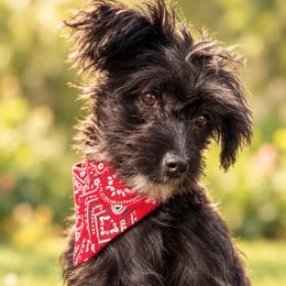 Gracie - Black female Yorkipoo puppy in Chattanooga, Tennessee from Joyfull Pals