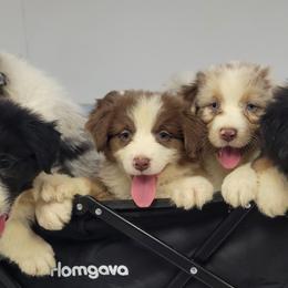 Australian Shepherds from S&K Aussies N' Rotties