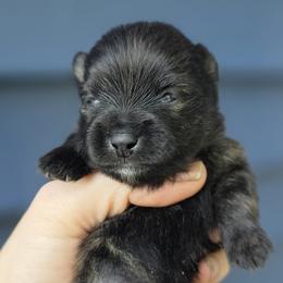 Merlin - Brindle male Pomeranian puppy in Hooksett, New Hampshire from Granite State Pomeranians