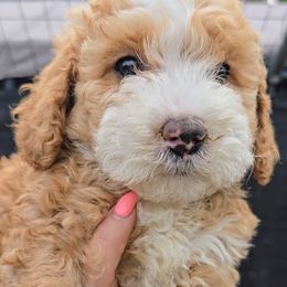 Magnolia - Parti female Goldendoodle puppy in Red Oak, Iowa from Fisher Pups-Stay Golden with a Doodle