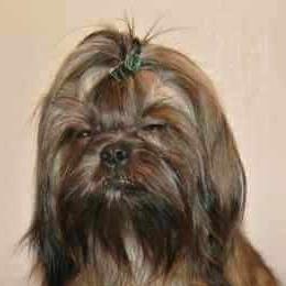 Shih Tzus from Miracle Shih Tzu