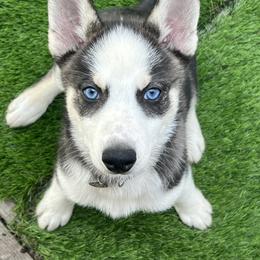 Pomsky Puppies from Sarah Conlan