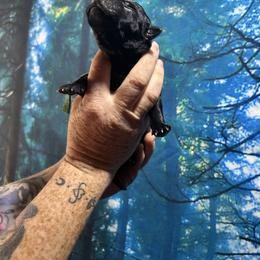 Dracaryes - Black brindle male Dutch Shepherd puppy in Lawtey, Florida from Berserker Malinois Kennel
