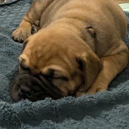 Bullmastiff Puppies from Curnwood’s Bullmastiff’s