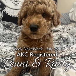 Blue Collar - Boy4 - Poodle puppy in Houston (Rosenberg Area), Texas from Danielle's Poodles