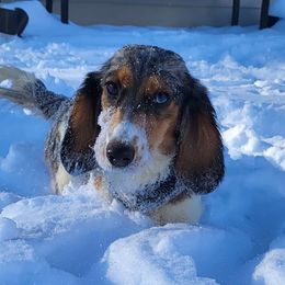 Louise - Dachshund