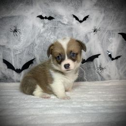 Girl 3 - Sable female Pembroke Welsh Corgi puppy in Surprise, Arizona from Ruff and Rowdy Corgis