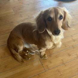 Poncho - Dachshund