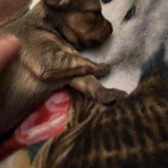 Prague Ratter Puppies from North Star Gem’s Prague Ratters