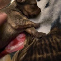 Prague Ratter Puppies from North Star Gem’s Prague Ratters