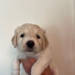 Lavendar Collar - White female Pyredoodle puppy in Sand Springs, Oklahoma from Kiki’s Farm