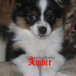 Aussiedoodles, Miniature Australian Shepherds, and Toy Australian Shepherds from Sapphire Stables