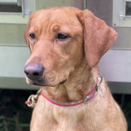 Labrador Retrievers from Oak Hollow Retrievers