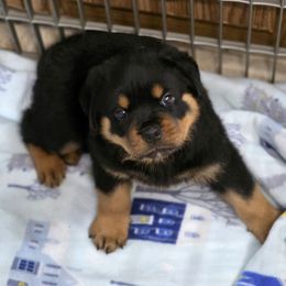 Ringo - Black and mahogany male Rottweiler puppy in Cottage Grove, Oregon from Divine Rottweilers