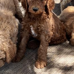 Goldendoodle Puppies from High Desert Doodles