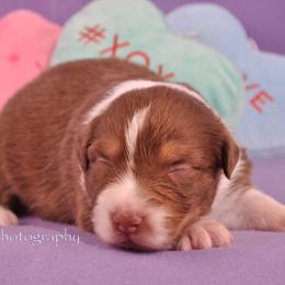 Australian Shepherd Puppies from Dovehawk Australian Shepherds