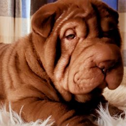 Chinese Shar-Pei from Love Our Shar-Pei