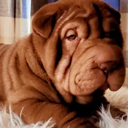 Chinese Shar-Pei from Love Our Shar-Pei