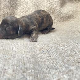 Dachshund Puppies from Rustic Dachshunds