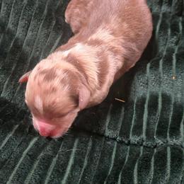 Marilyn Monroe - Red merle female Miniature Australian Shepherd puppy in Paris, Texas from Blue Envy Mini Aussies
