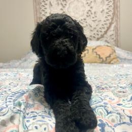 Jester - Black male Goldendoodle puppy in Macclenny, Florida from Davis's Doodles