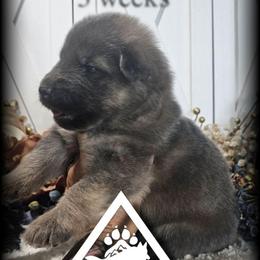 Lumen - Blue male German Shepherd puppy in Sequim, Washington from German Shepherd Haus