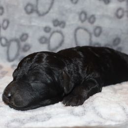 Sam Worthington - Black and white male Aussiedoodle puppy in Payson, Utah from Country Sky Doodles