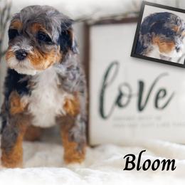 Bloom - Blue merle female Bernedoodle puppy in Gilbert, Arizona from Safe Havynn Doodles