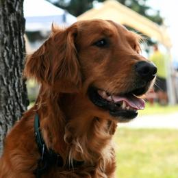 Flare - Golden Retriever