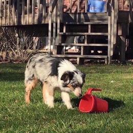Casper - Toy Australian Shepherd